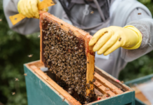 5 Benefits of Hiring a Professional for Honey Bee Removal