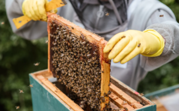 5 Benefits of Hiring a Professional for Honey Bee Removal