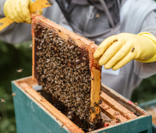 5 Benefits of Hiring a Professional for Honey Bee Removal